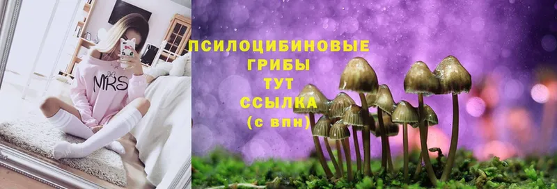 Псилоцибиновые грибы Cubensis  Приозерск 